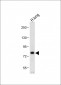 MUC20 Antibody (C-term)
